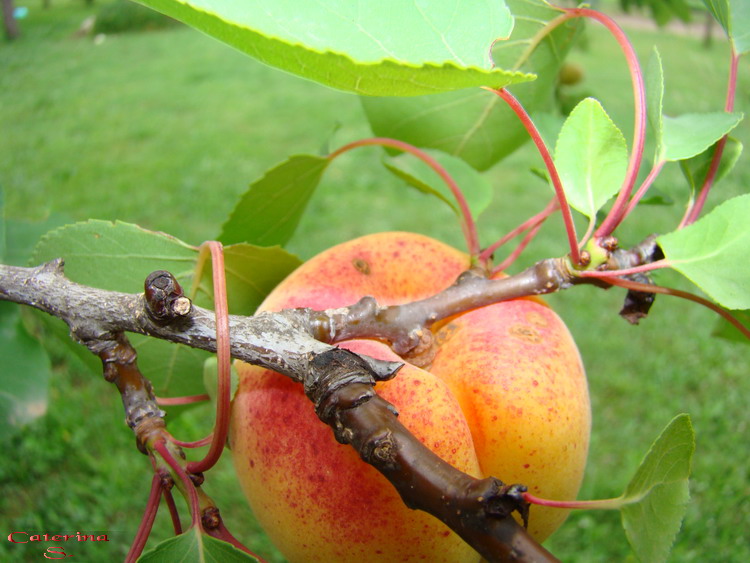 Sviluppo vegetale dell'' albicocco Prunus armeniaca